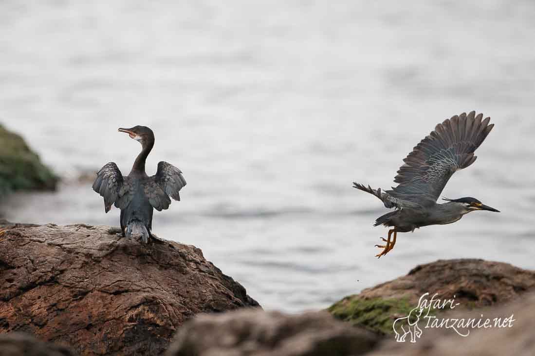 heron strie cormoran 101563