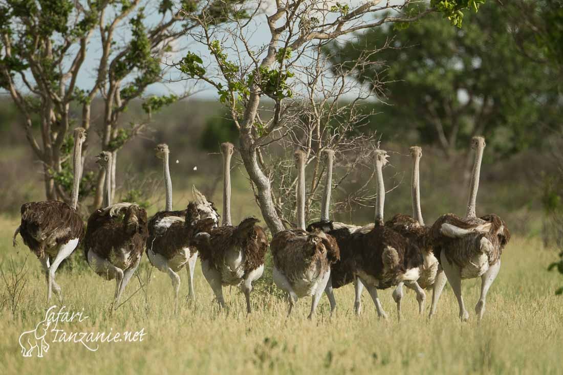 autruche d afrique 0202