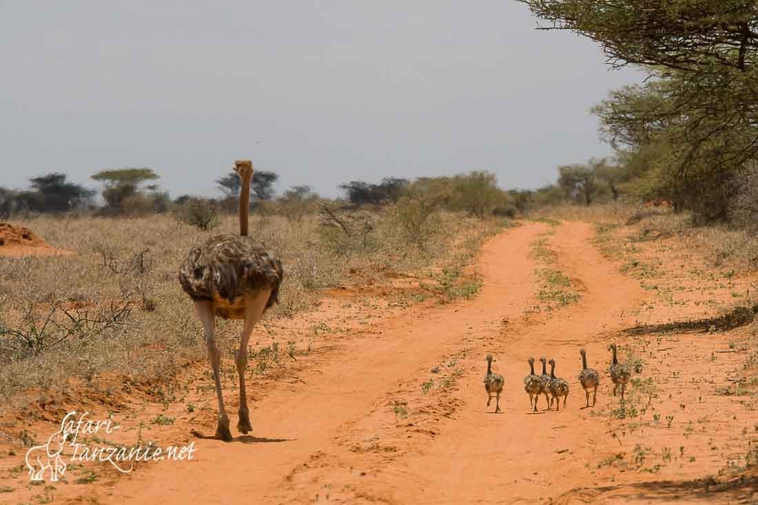 autruche d afrique 6558