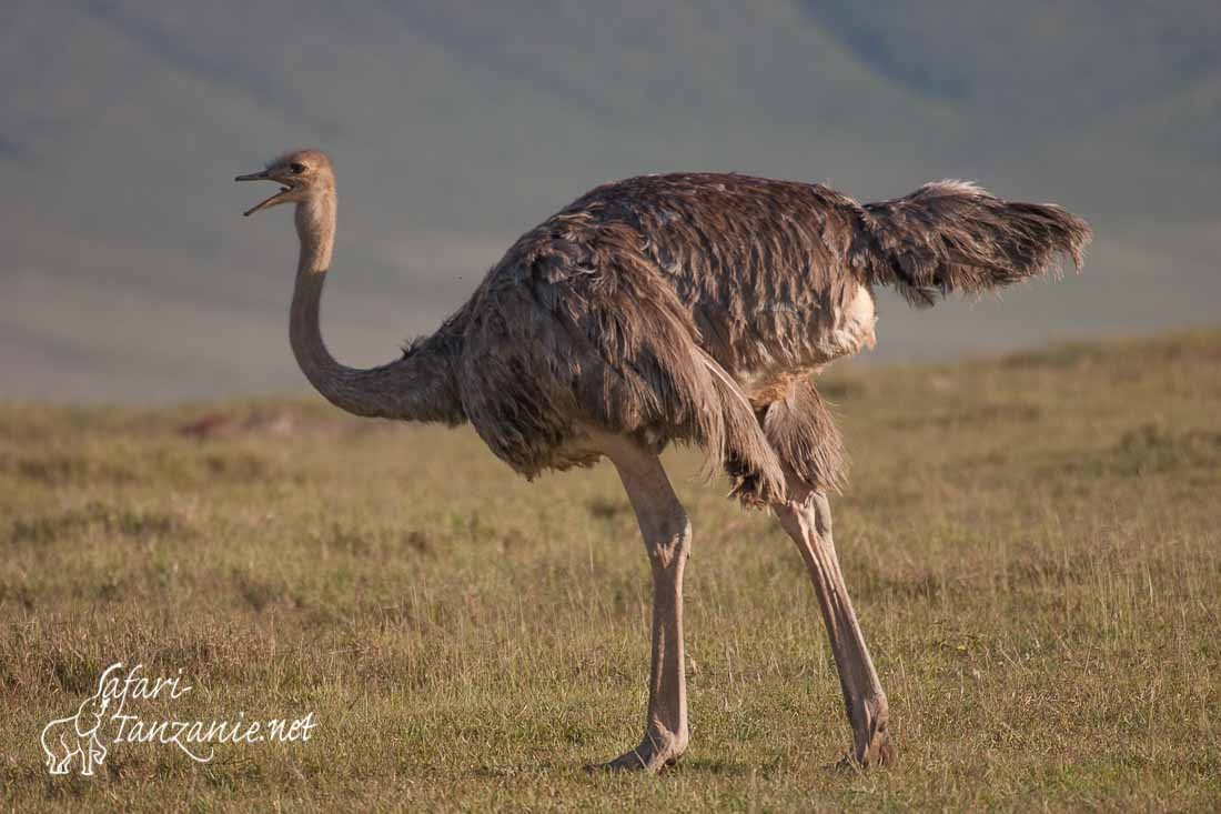 autruche d afrique 9679