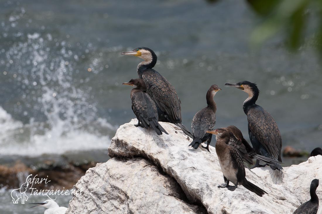 cormorans 102027