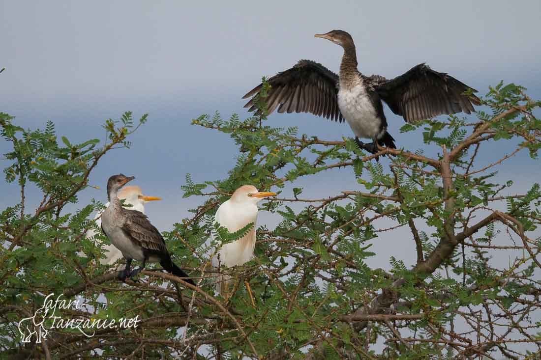 cormorans herons gardeboeufs 1556