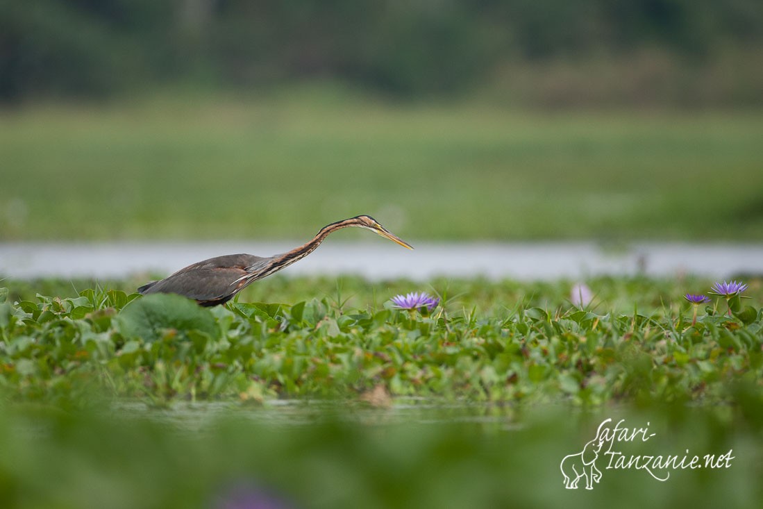 heron pourpre 101921