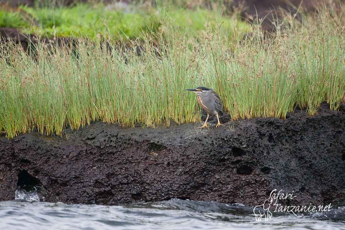 heron strie 102167