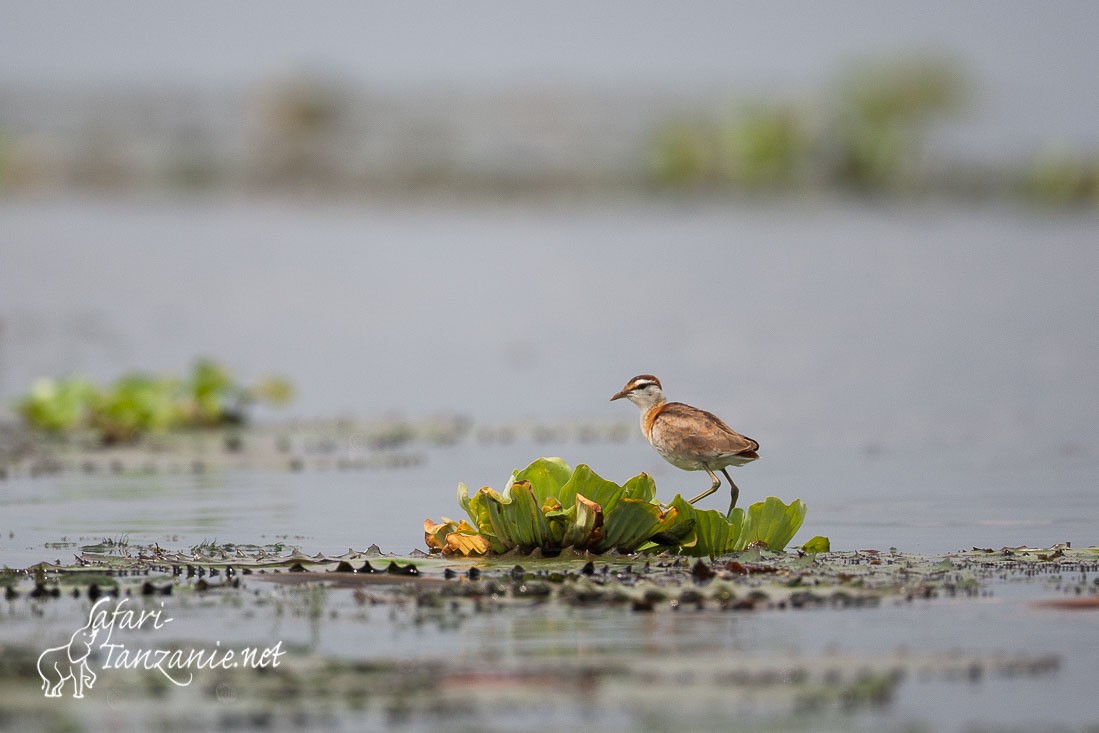 jacana nain 101975