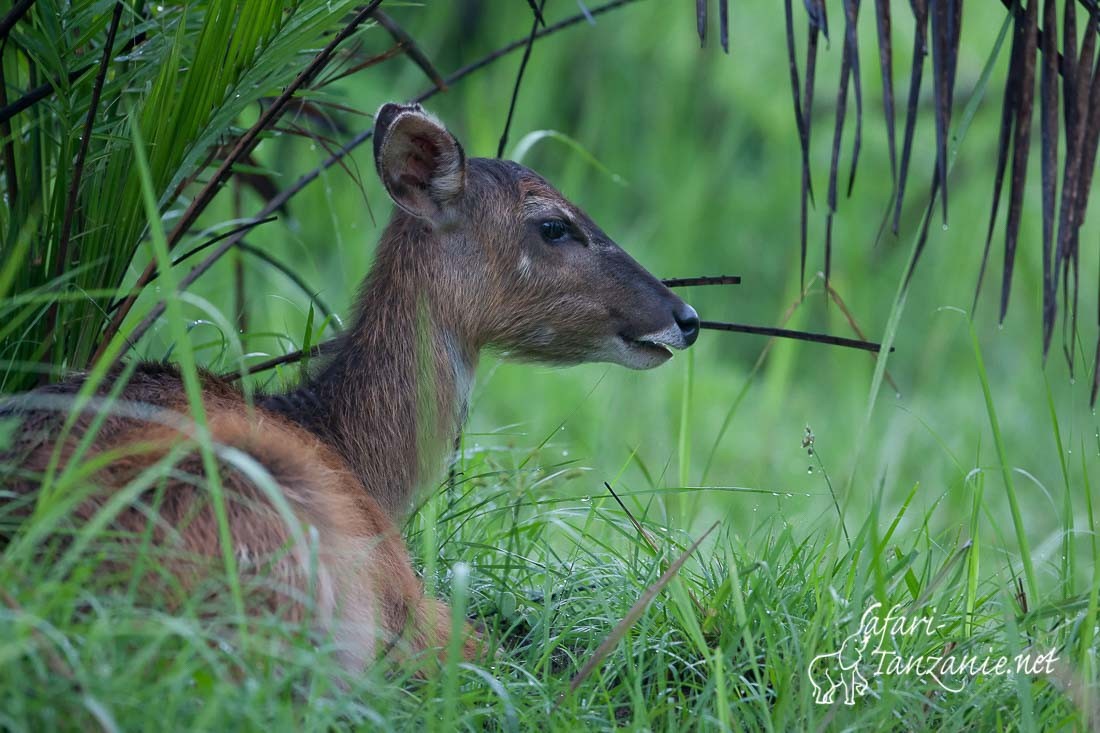 sitatunga 101678