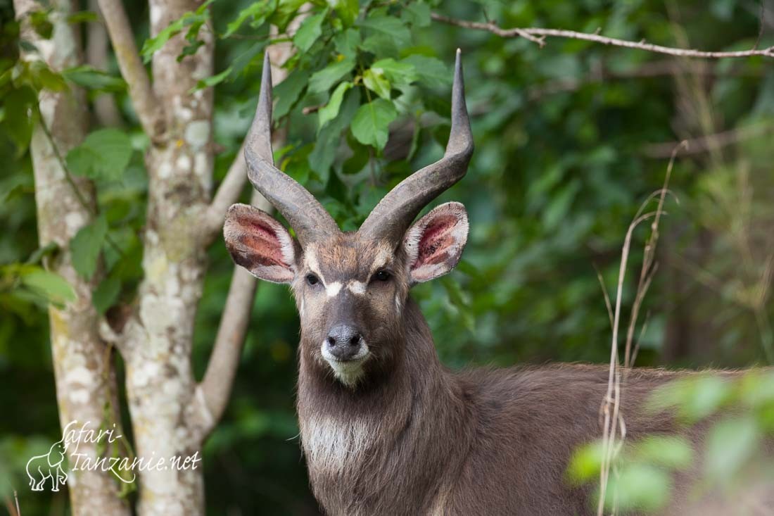 sitatunga 102078