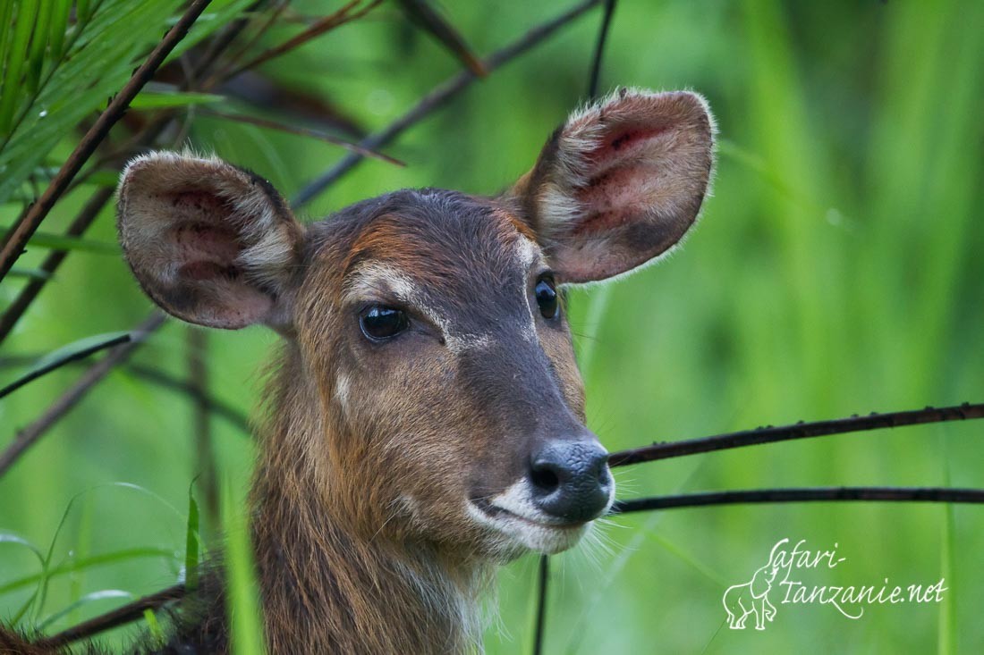 sitatunga 1618