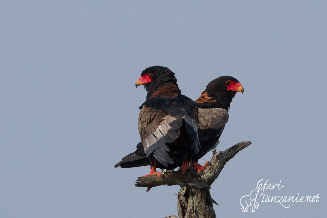 bateleur des savanes 0067