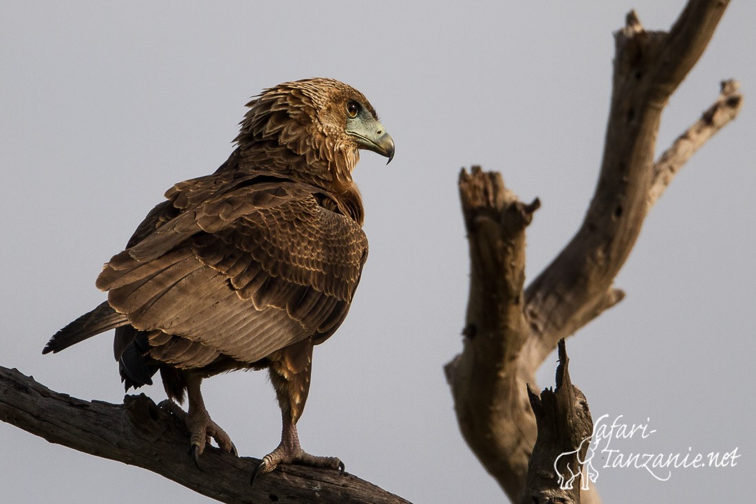 bateleur des savanes 9743