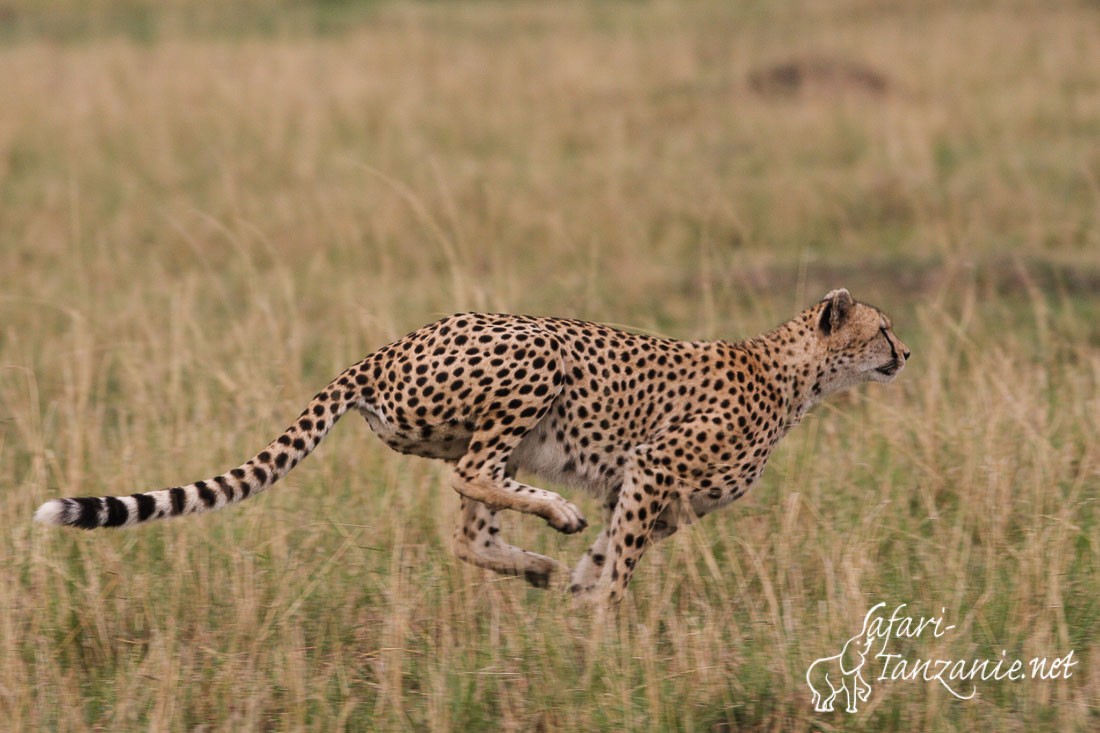 guepard 0383