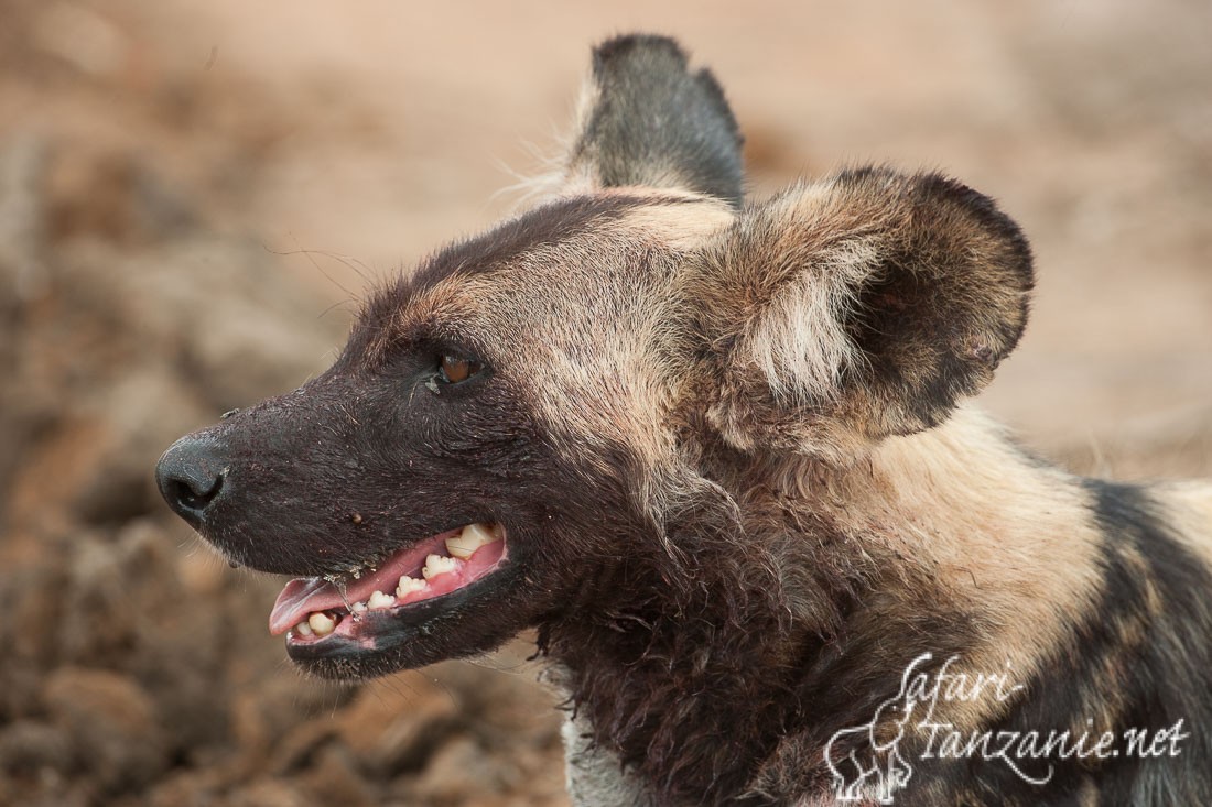 selous2006 4198