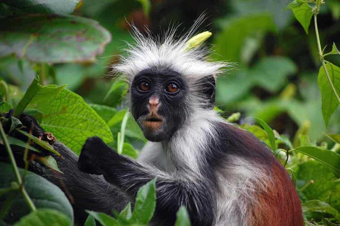 Red Colobus1