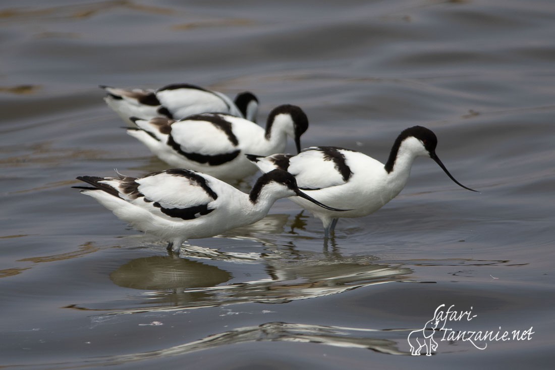 avocettes 7917