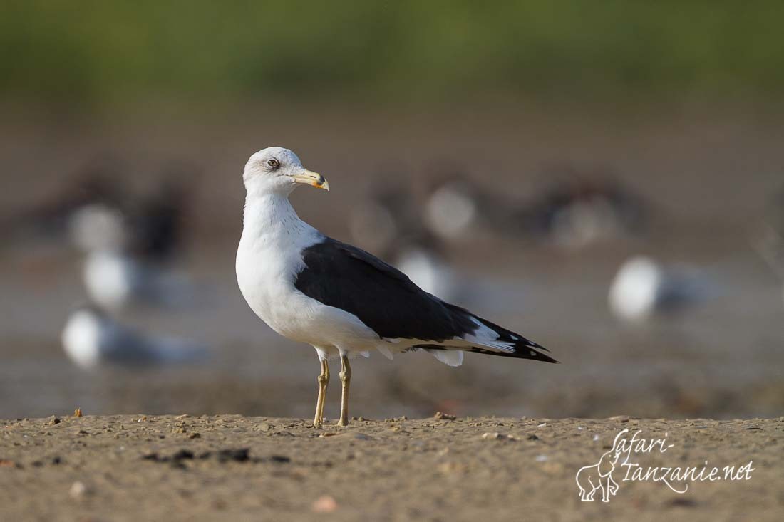 goeland brun 9391