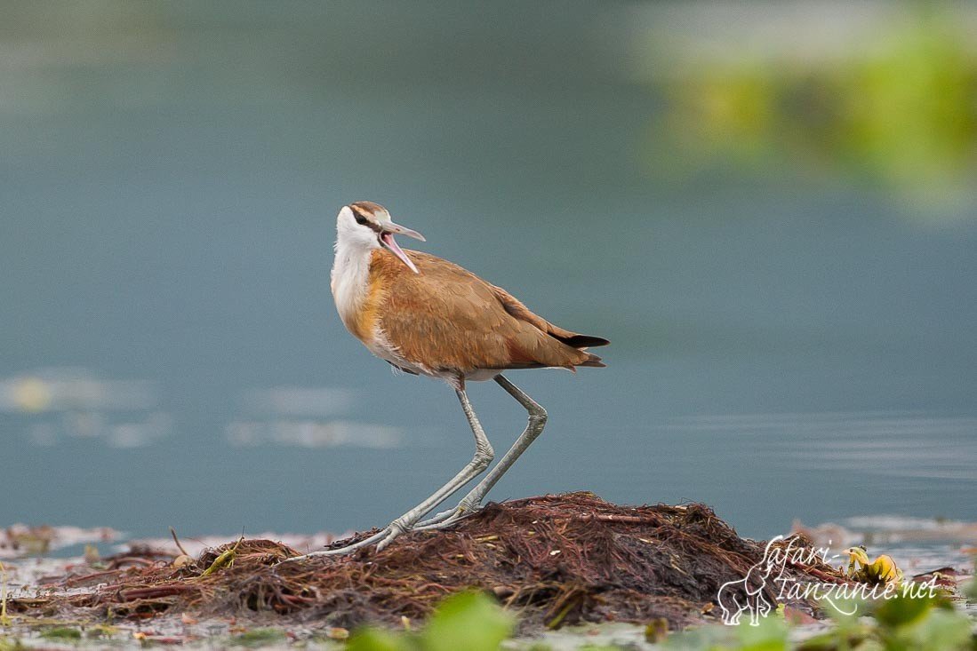 jacana a poitrine doree 101892