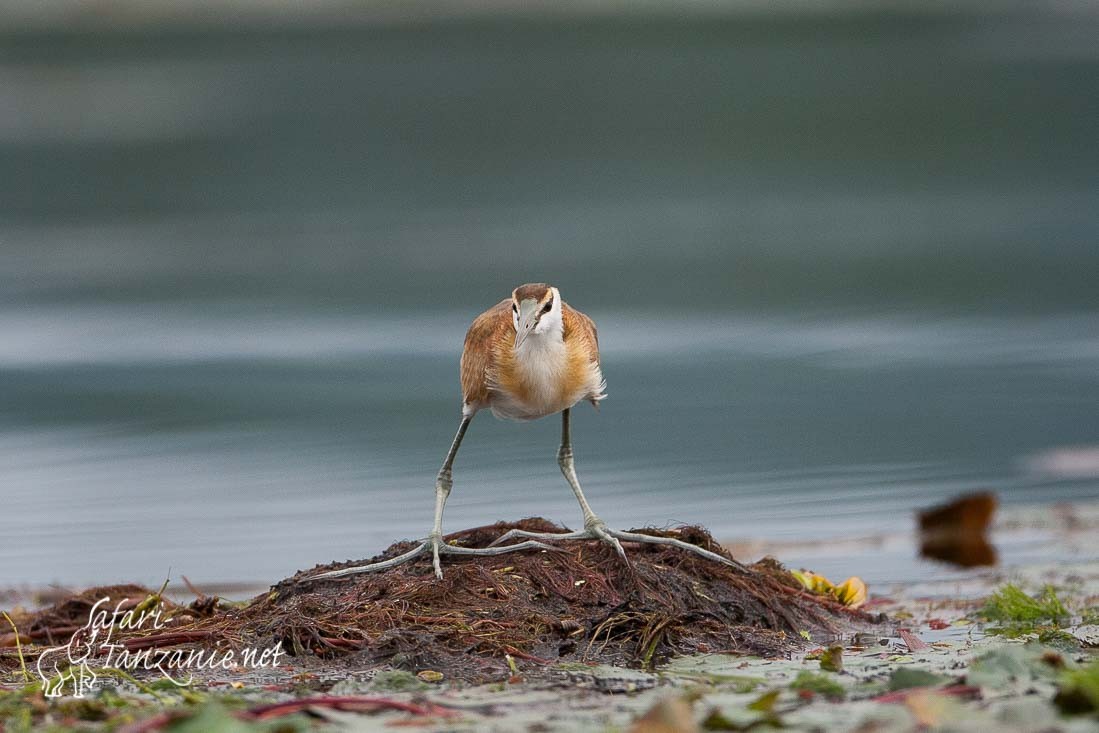 jacana a poitrine doree 101894