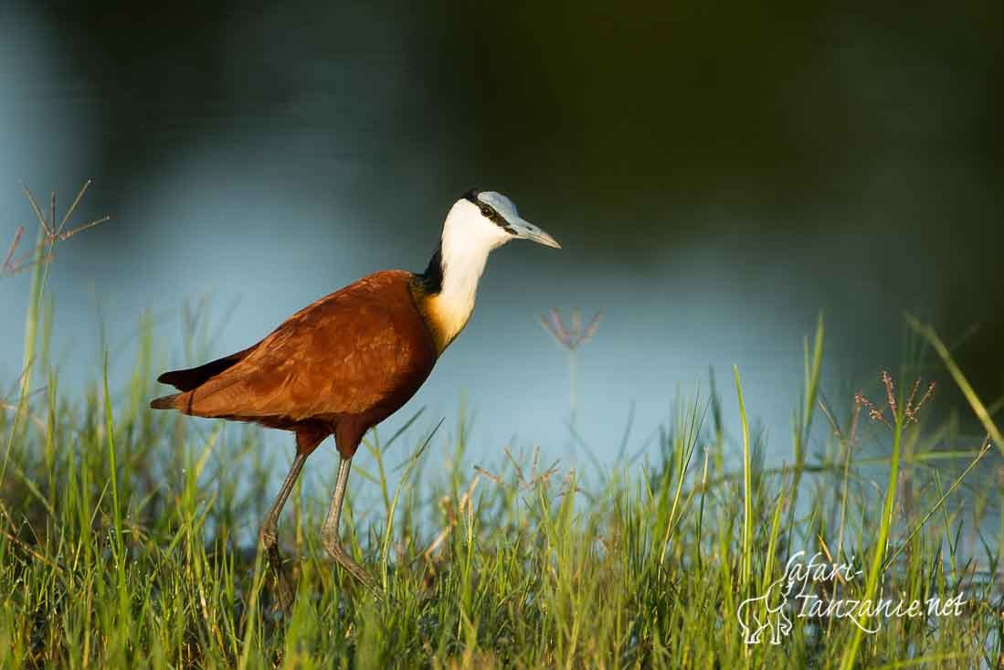 jacana a poitrine doree 9468