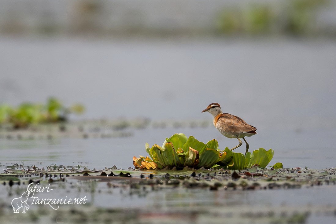 jacana nain 101975