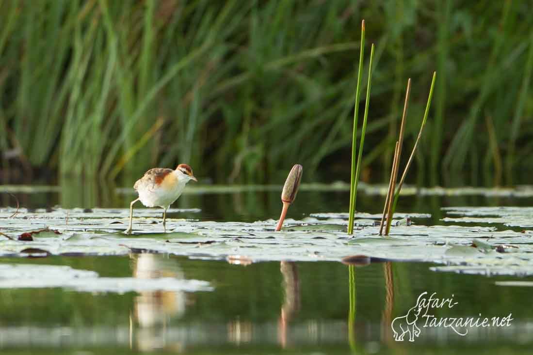 jacana nain 9004