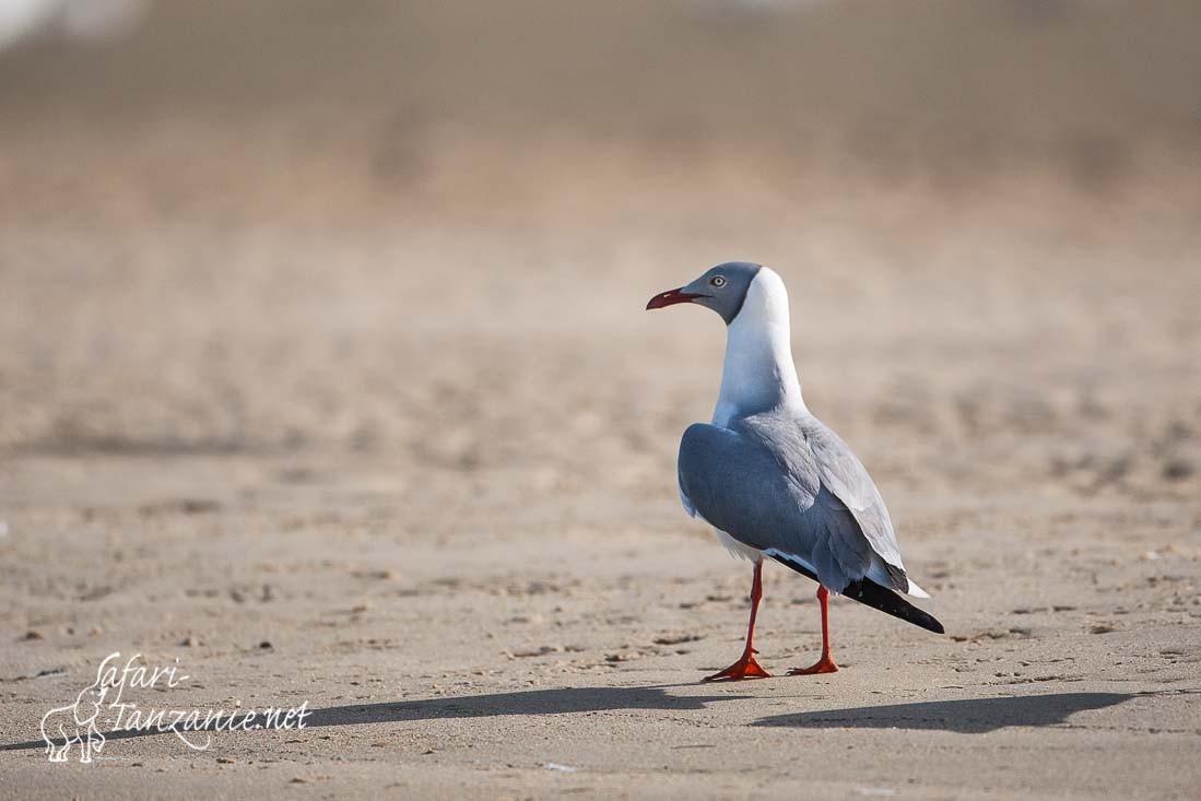 mouette a tete grise 091519