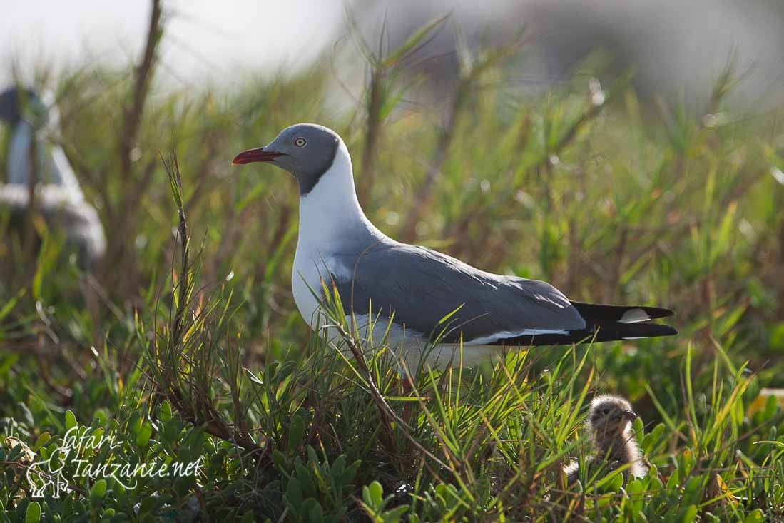 mouette a tete grise 091533