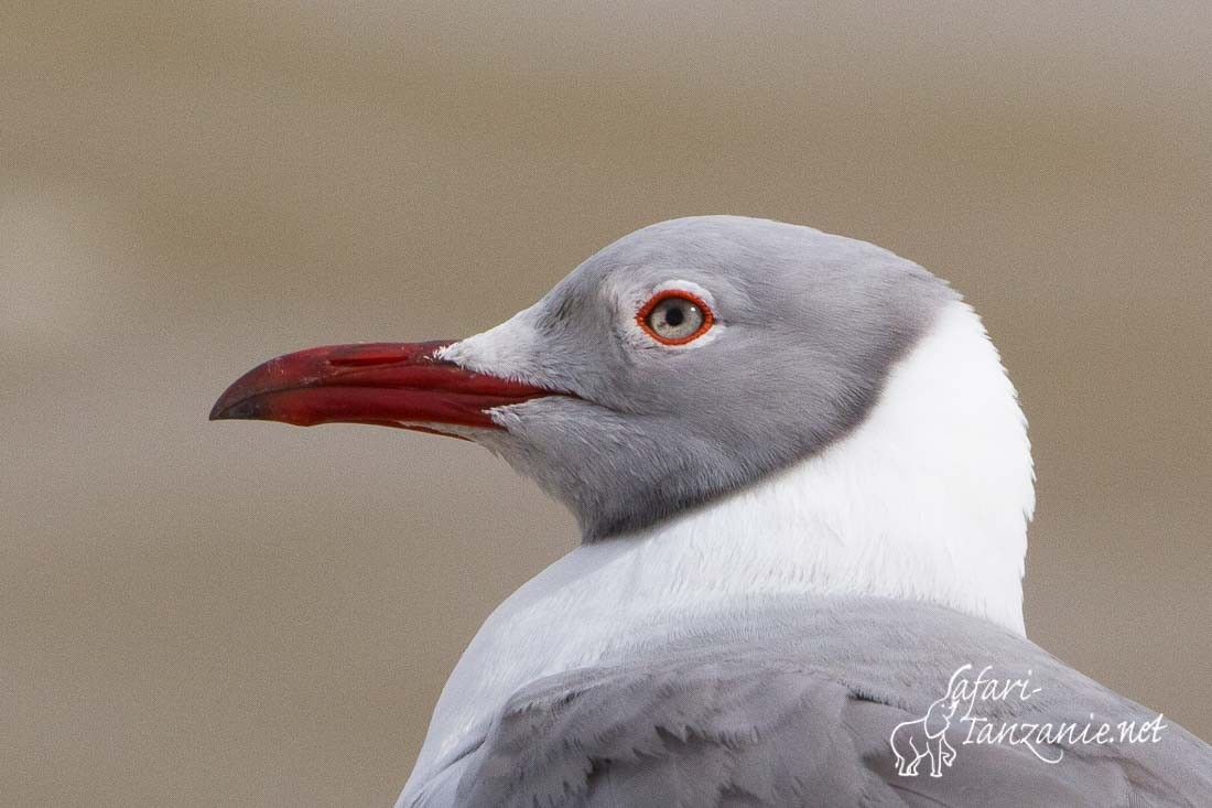 mouette a tete grise 2560