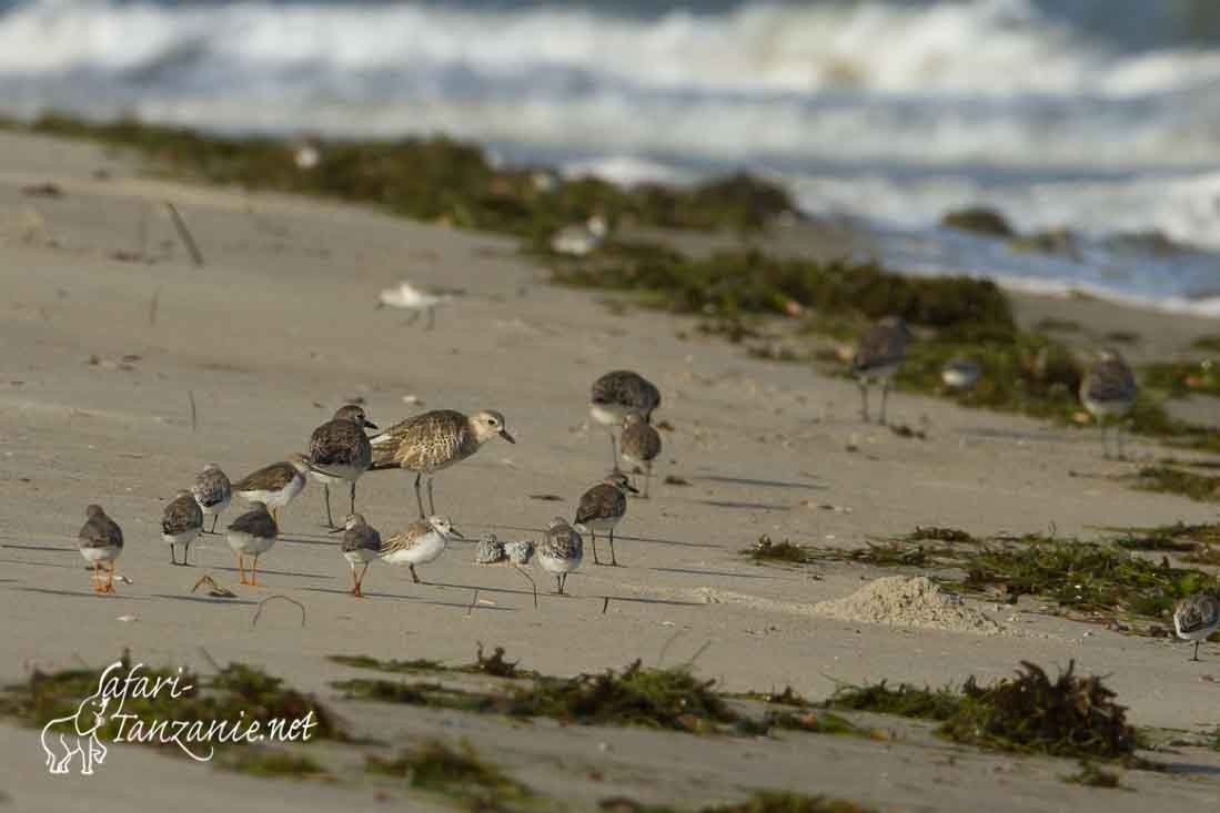 chevalier bargette sanderling 9673