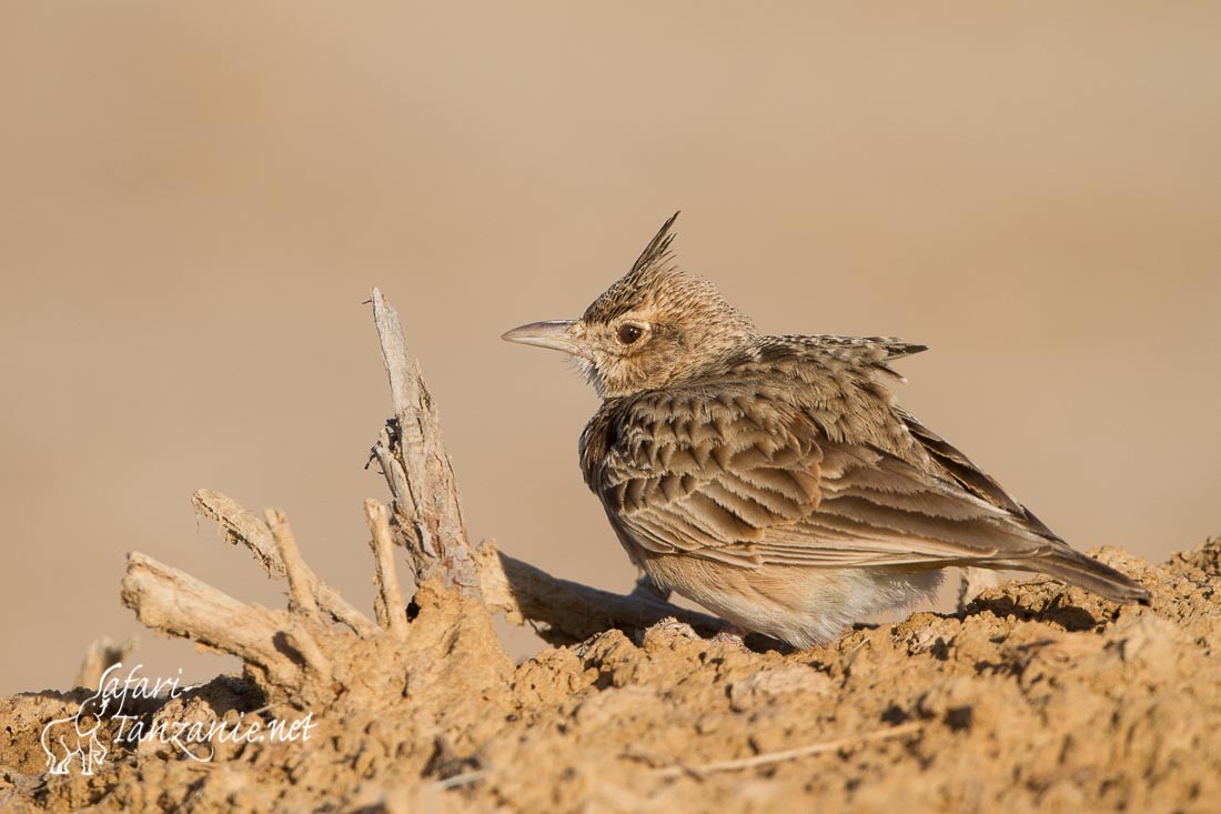 cochevis huppe 0357