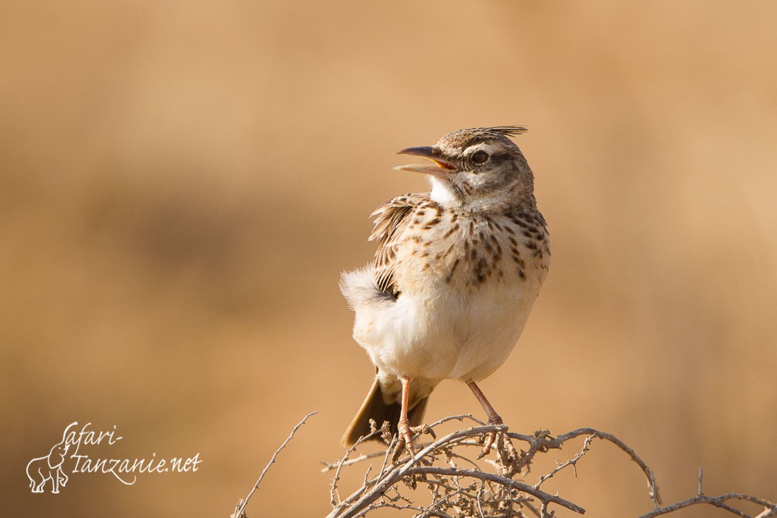 cochevis huppe 3076