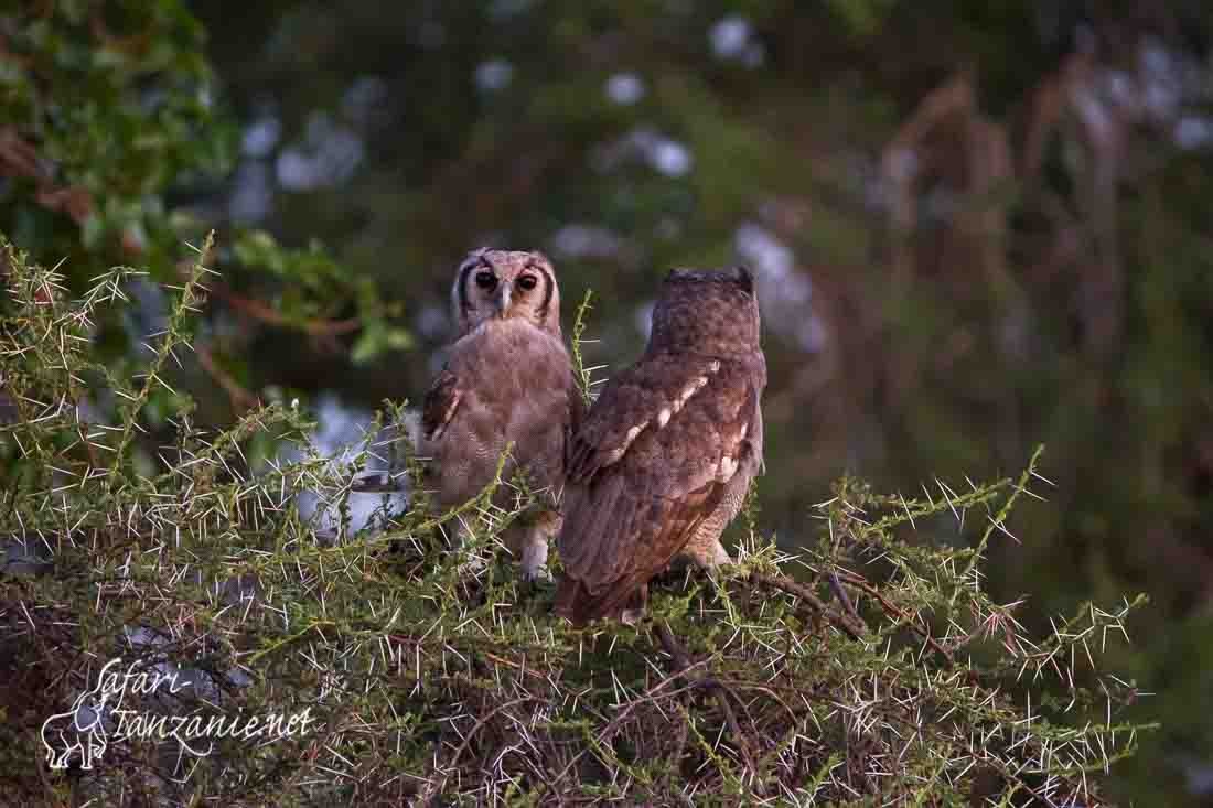 grand duc de verreaux 4859