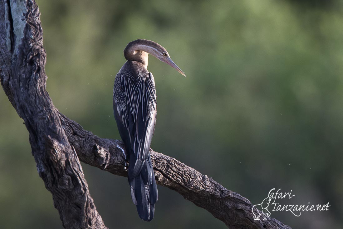 anhinga 0365