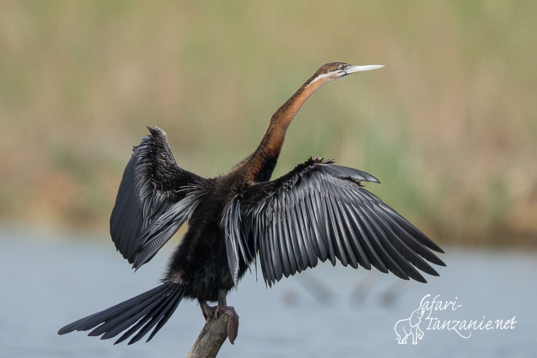 anhinga 2253