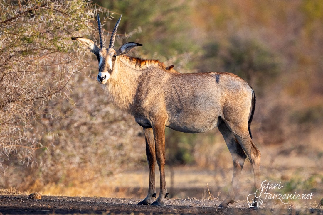 antilope rouanne 2