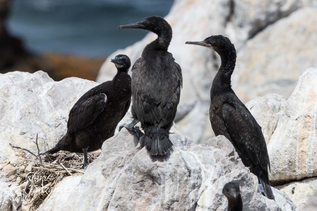 cormoran des bancs 5917