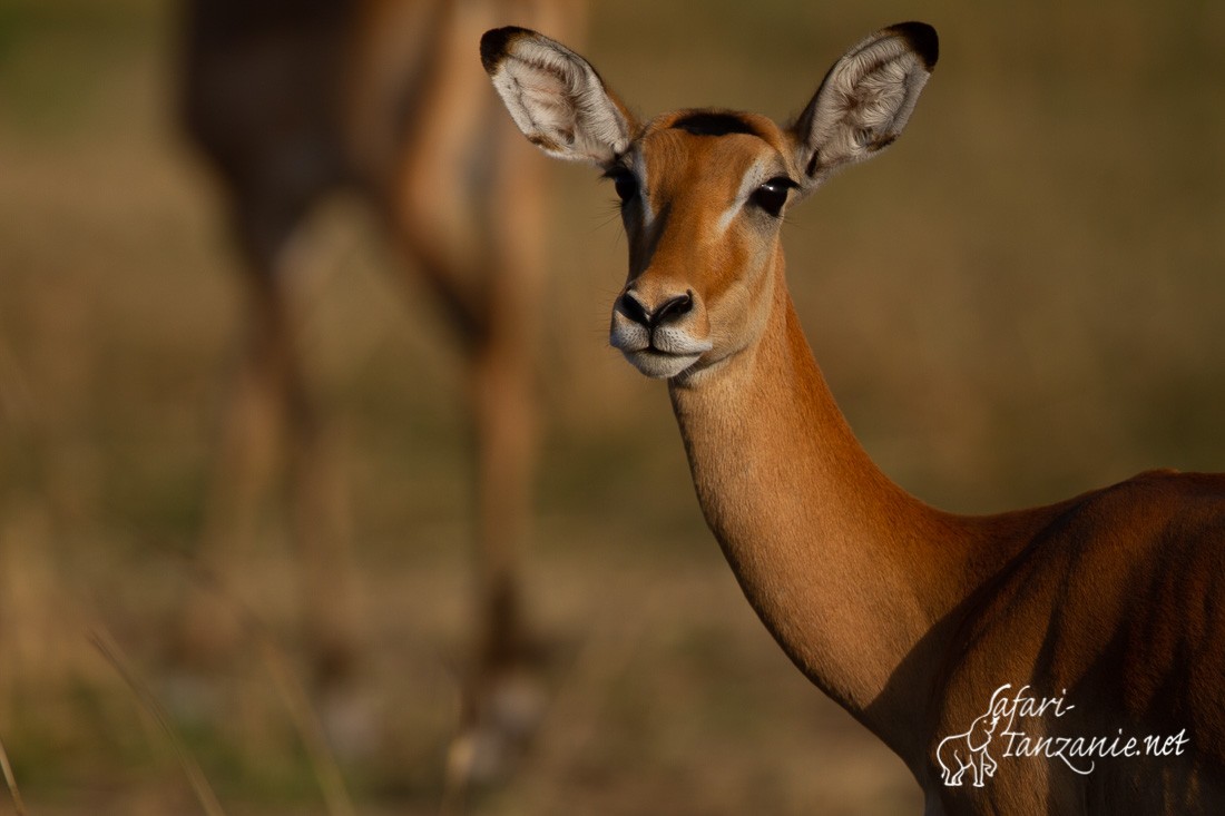 impala 7013