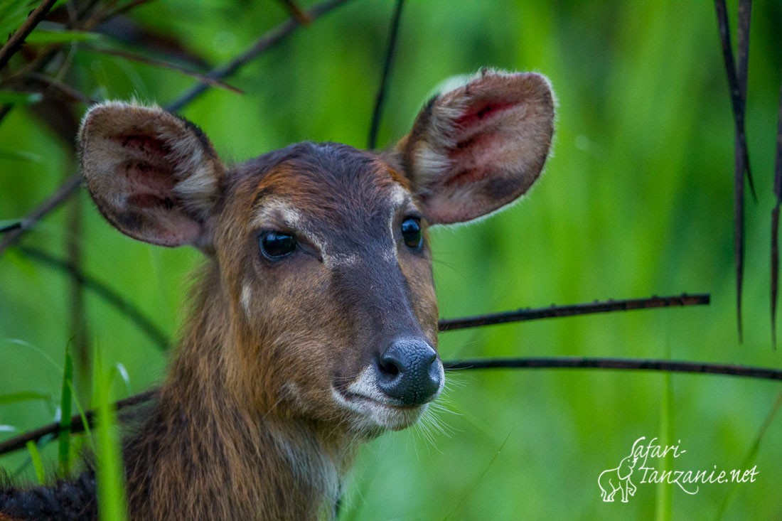 sitatunga 1612