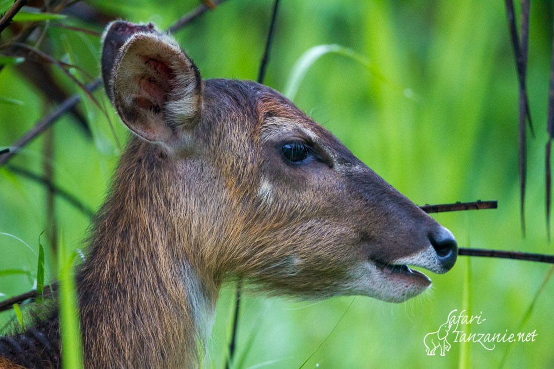 sitatunga 1621