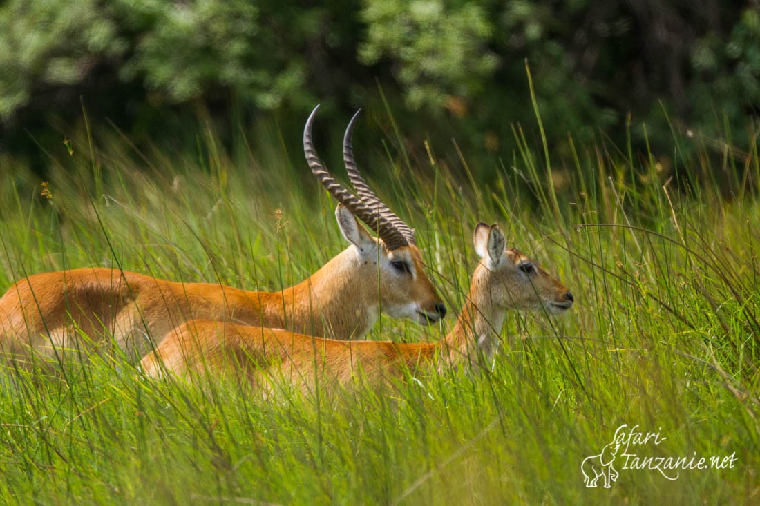 cobe lechwe 8641