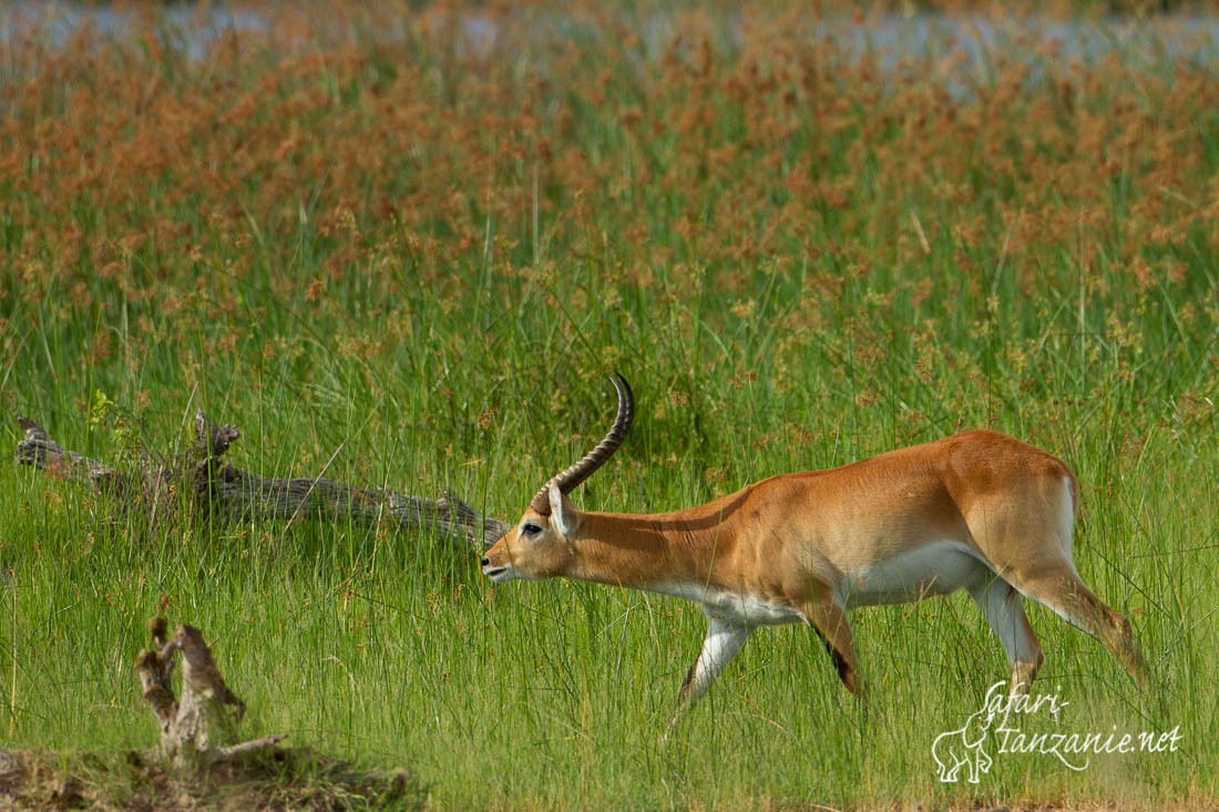 cobe lechwe 9252