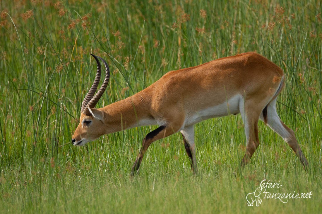 cobe lechwe 9408