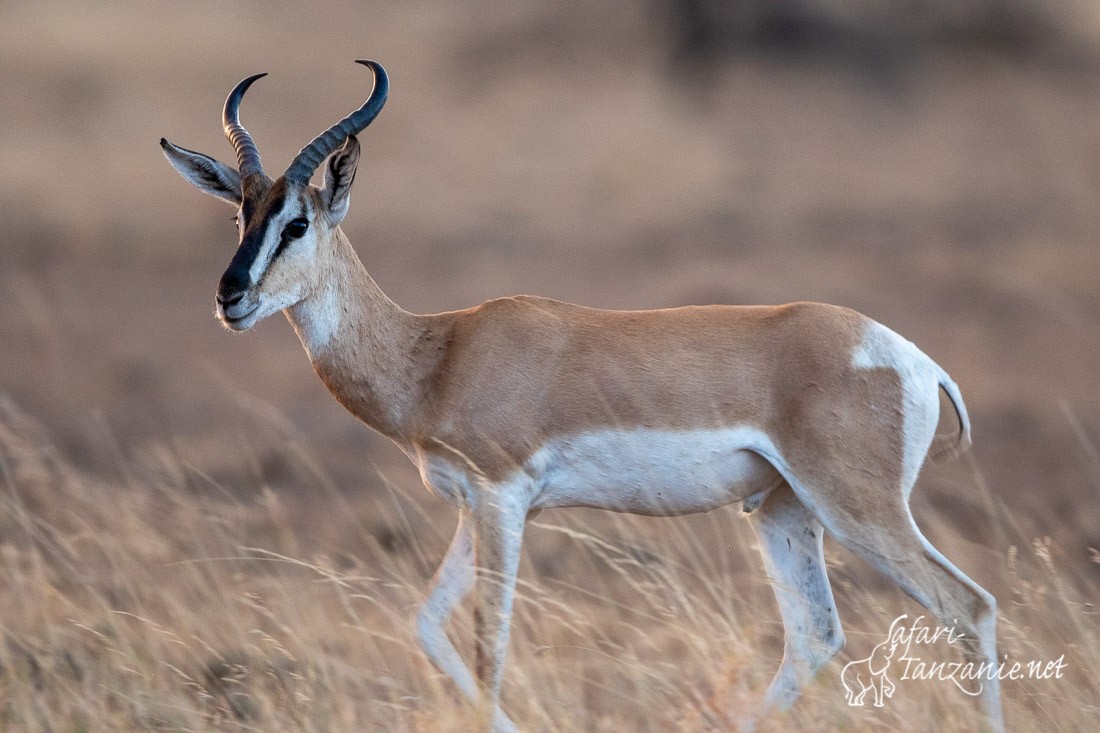 gazelle de sommering 2787