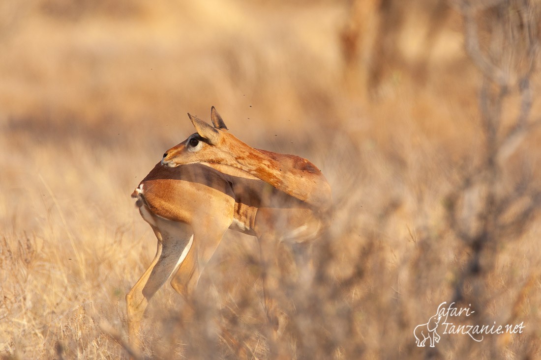 gerenuk 1791