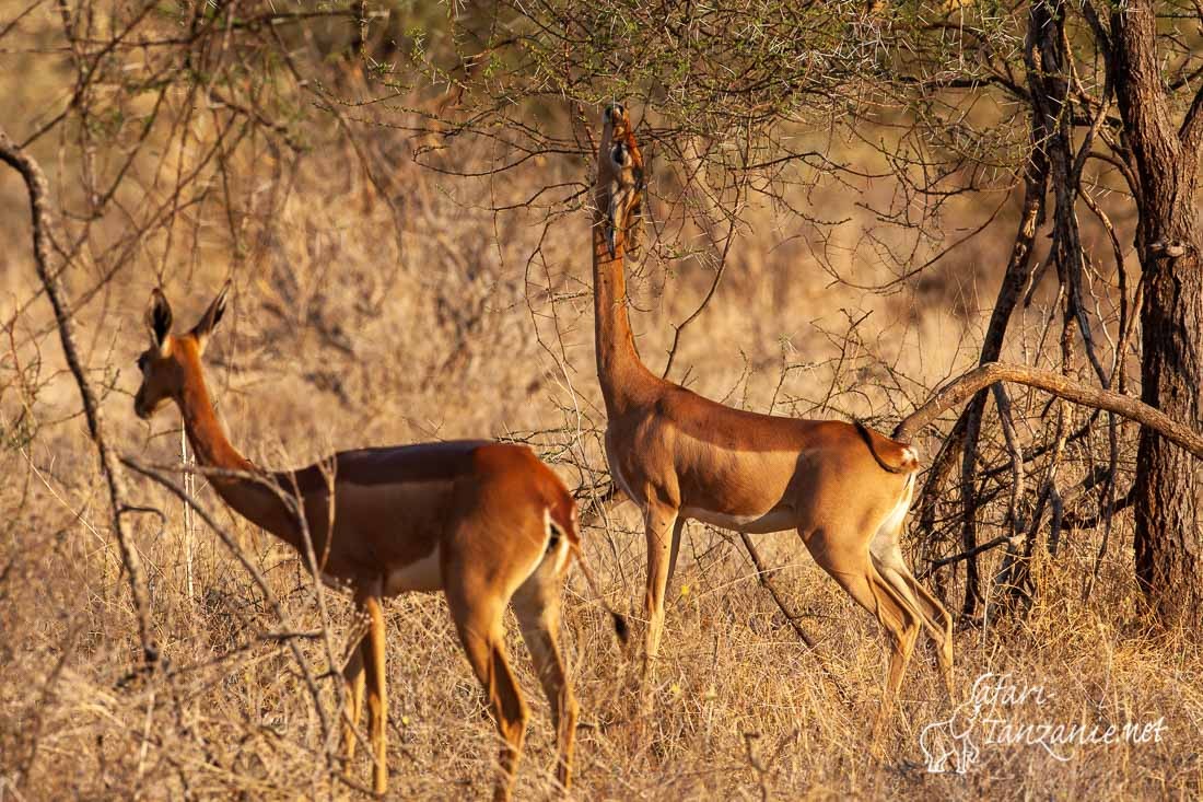 gerenuk 1847