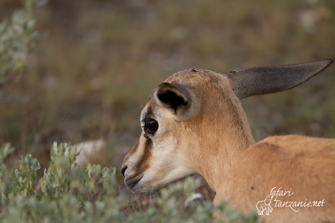 springbok 0313