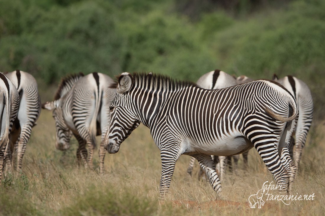 zebre de grevy 0009