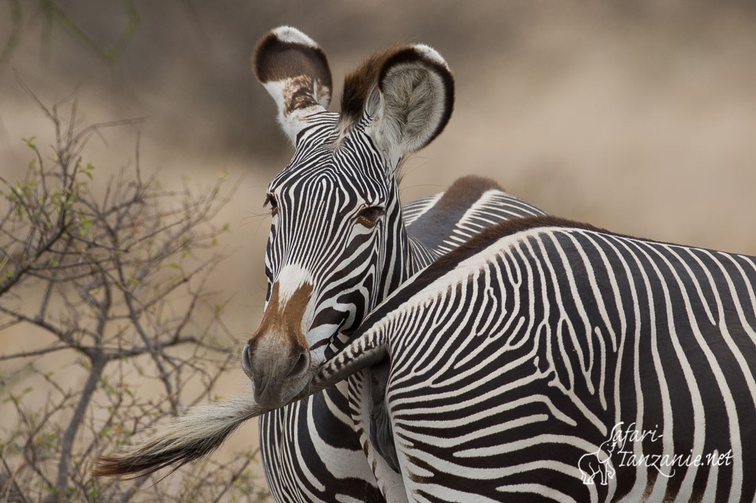 zebre de grevy 0560