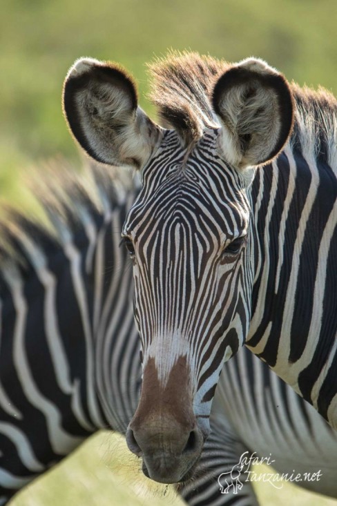 zebre de grevy 0667