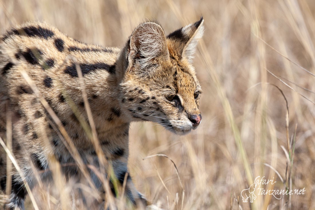 serval 091667