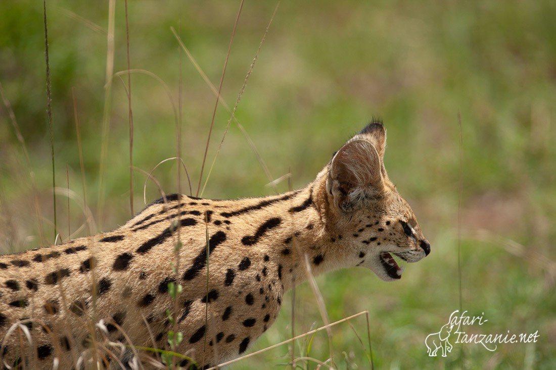 serval 1905